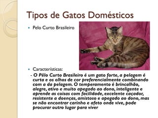 Tipos de Gatos Domésticos
    Pelo Curto Brasileiro




     Características:
    - O Pêlo Curto Brasileiro é um gato forte, a pelagem é
      curta e os olhos de cor preferencialmente combinando
      com a da pelagem. O temperamento é brincalhão,
      alegre, ativo e muito apegado ao dono, inteligente e
      aprende as coisas com facilidade, excelente caçador,
      resistente a doenças, amistoso e apegado ao dono, mas
      se não encontrar carinho e afeto onde vive, pode
      procurar outro lugar para viver
 