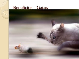 Benefícios - Gatos
 
