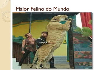 Maior Felino do Mundo
 
