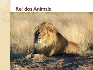Rei dos Animais
 