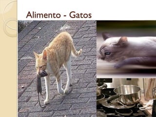 Alimento - Gatos
 