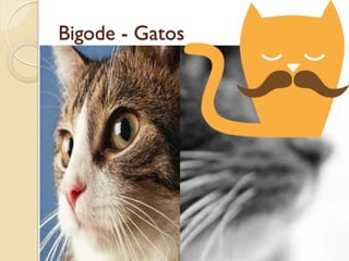 Bigode - Gatos
 