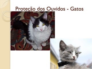 Proteção dos Ouvidos - Gatos
 
