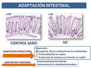 ADAPTACIÓN INTESTINAL
CONTROL SANO
Hipertrofia
Longitud, altura y diámetro de las vellosidades
Profundidad de las criptas
Producción de enzimas en el borde en cepillo
Enlentecimiento del tránsito
Incremento de la actividad enzimática
ADAPTACION ESTRUCTURAL
ADAPTACION FUNCIONAL
SIC
 