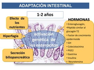 ADAPTACIÓN INTESTINAL
1-2 años
Efecto de
los
nutrientes
Secreción
biliopancreática
HORMONAS
• Enteroglucagón,
•Péptido similar al
glucagón T2
• Factor de crecimiento
epidermoide
• GH
• Colecistocinina
• PGE2
• Gastrina
• Insulina
• Neurotensina
activación
genética de
los enterocitos
Hiperfagia
 