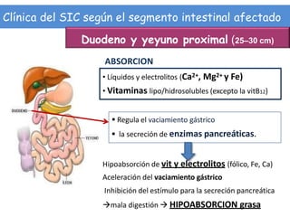 Clínica del SIC según el segmento intestinal afectado
• Líquidos y electrolitos (Ca2+, Mg2+ y Fe)
• Vitaminas lipo/hidrosolubles (excepto la vitB12)
 Regula el vaciamiento gástrico
 la secreción de enzimas pancreáticas.
Hipoabsorción de vit y electrolitos (fólico, Fe, Ca)
Aceleración del vaciamiento gástrico
Inhibición del estímulo para la secreción pancreática
mala digestión  HIPOABSORCION grasa
Duodeno y yeyuno proximal (25–30 cm)
ABSORCION
 