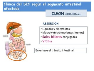 Clínica del SIC según el segmento intestinal
afectado
ILEON (300-400cm)
ABSORCION
• Líquidos y electrolitos
• Macro y micronutrientes(menos)
• Sales biliares conjugadas
• Vit B12
Enlentece el tránsito intestinal
 