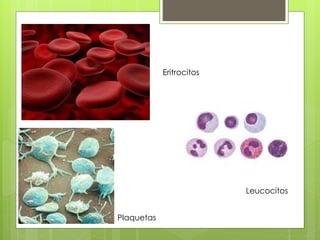 Eritrocitos 
Leucocitos 
Plaquetas 
 