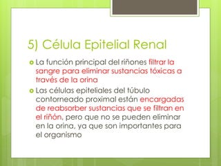 5) Célula Epitelial Renal 
 La función principal del riñones filtrar la 
sangre para eliminar sustancias tóxicas a 
través de la orina 
 Las células epiteliales del túbulo 
contorneado proximal están encargadas 
de reabsorber sustancias que se filtran en 
el riñón, pero que no se pueden eliminar 
en la orina, ya que son importantes para 
el organismo 
 