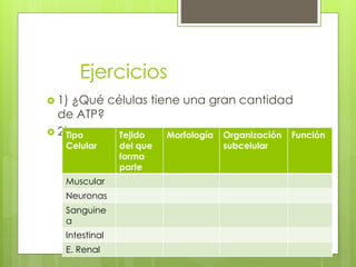 Ejercicios 
 1) ¿Qué células tiene una gran cantidad 
de ATP? 
 2)T ipo 
Celular 
Tejido 
del que 
forma 
parte 
Morfología Organización 
subcelular 
Función 
Muscular 
Neuronas 
Sanguine 
a 
Intestinal 
E. Renal 
 