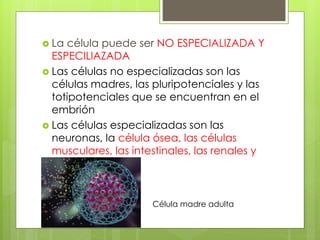  La célula puede ser NO ESPECIALIZADA Y 
ESPECILIAZADA 
 Las células no especializadas son las 
células madres, las pluripotenciales y las 
totipotenciales que se encuentran en el 
embrión 
 Las células especializadas son las 
neuronas, la célula ósea, las células 
musculares, las intestinales, las renales y 
las sanguíneas 
Célula madre adulta 
 