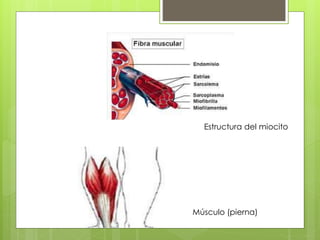 Estructura del miocito 
Músculo (pierna) 
 
