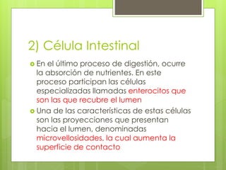 2) Célula Intestinal 
 En el último proceso de digestión, ocurre 
la absorción de nutrientes. En este 
proceso participan las células 
especializadas llamadas enterocitos que 
son las que recubre el lumen 
 Una de las características de estas células 
son las proyecciones que presentan 
hacia el lumen, denominadas 
microvellosidades, la cual aumenta la 
superficie de contacto 
 