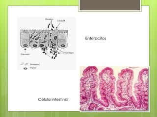 Enterocitos 
Célula intestinal 
 
