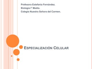 ESPECIALIZACIÓN CELULAR
Profesora Estefanía Fernández.
Biología I° Medio.
Colegio Nuestra Señora del Carmen.
 