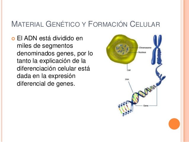 Especializacion celular