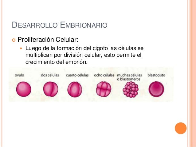 Especializacion celular