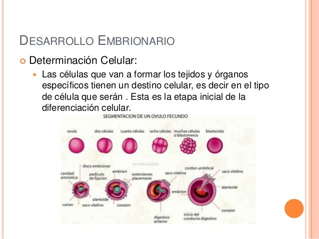 Especializacion celular