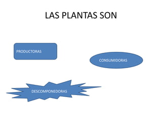 LAS PLANTAS SON


PRODUCTORAS

                         CONSUMIDORAS




      DESCOMPONEDORAS
 