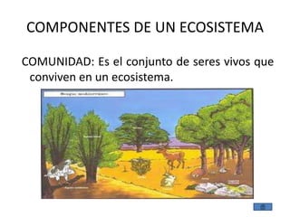 COMPONENTES DE UN ECOSISTEMA

COMUNIDAD: Es el conjunto de seres vivos que
 conviven en un ecosistema.
 
