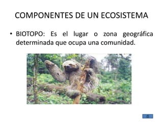 COMPONENTES DE UN ECOSISTEMA
• BIOTOPO: Es el lugar o zona geográfica
  determinada que ocupa una comunidad.
 