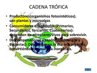 CADENA TRÓFICA
• Productores(organismos fotosintéticos).
  son plantas y microalgas
• Consumidores o fagótrofos (Primarios,
  Secundarios, Terciarios, Cuaternarios):
  dependen de otros seres vivos para sobrevivir.
• Descomponedores o sapótrofos (Hongos y
  Bacterias): Descomponen la materia orgánica,
  convirtiéndola en materia inorgánica.
 