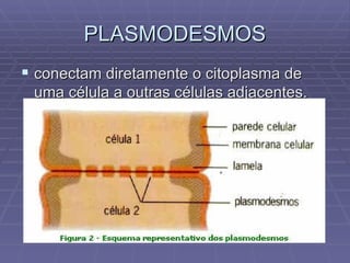 PLASMODESMOS ,[object Object]