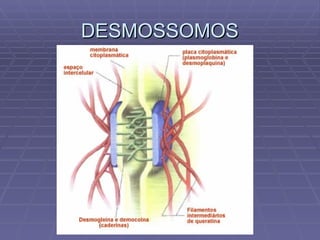 DESMOSSOMOS 