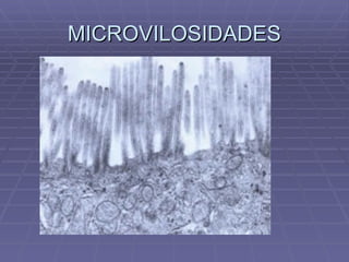 MICROVILOSIDADES 