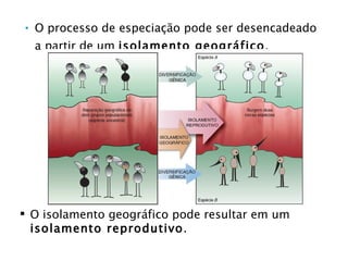 O processo de especiação pode ser desencadeado a partir de um  isolamento  geográfico . O isolamento geográfico pode resultar em um  isolamento reprodutivo . 