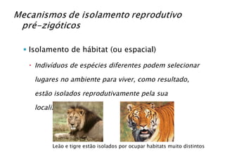 Isolamento de hábitat (ou espacial) Indivíduos de espécies diferentes podem selecionar lugares no ambiente para viver, como resultado, estão isolados reprodutivamente pela sua localização. Leão e tigre estão isolados por ocupar habitats muito distintos 