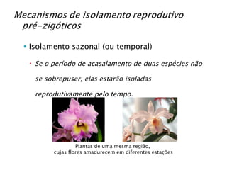Isolamento sazonal (ou temporal) Se o período de acasalamento de duas espécies não se sobrepuser, elas estarão isoladas reprodutivamente pelo tempo. Plantas de uma mesma região,  cujas flores amadurecem em diferentes estações 
