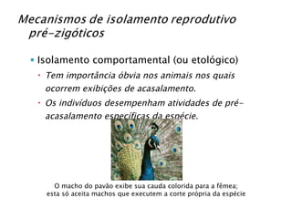 Isolamento comportamental (ou etológico) Tem importância óbvia nos animais nos quais ocorrem exibições de acasalamento. Os indivíduos desempenham atividades de pré-acasalamento específicas da espécie. O macho do pavão exibe sua cauda colorida para a fêmea; esta só aceita machos que executem a corte própria da espécie 