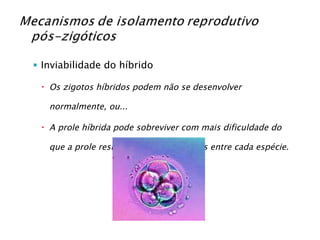 Inviabilidade do híbrido Os zigotos híbridos podem não se desenvolver normalmente, ou... A prole híbrida pode sobreviver com mais dificuldade do que a prole resultante de cruzamentos entre cada espécie. 