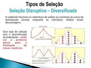 Esse tipo de seleção leva à diversificação da população –  pode ser o primeiro passo para a formação de novas espécies . Tipos de Seleção Seleção Disruptiva – Diversificada  O ambiente favorece os indivíduos de ambos os extremos da curva de distribuição normal, enquanto os indivíduos médios levam desvantagens. 