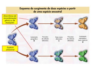 Espécie ancestral Ocorrência de recombinação gênica e de mutações 