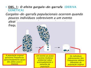 OBS. 1 :  O efeito gargalo-de-garrafa  (DERIVA GENÉTICA) Gargalos-de-garrafa populacionais ocorrem quando poucos indivíduos sobrevivem a um evento aleatório, provocando uma mudança das frequências alélicas na população. A população original apresenta frequências  aproximadamente iguais dos alelos azuis e brancos Um evento ao acaso ocasiona mudança ambiental reduz acentuadamente o tamanho da população Os indivíduos sobreviventes têm frequencias alélicas diferentes da população original 