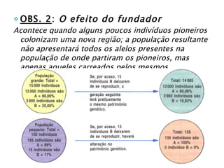 OBS. 2 :  O efeito do fundador Acontece quando alguns poucos indivíduos pioneiros colonizam uma nova região; a população resultante não apresentará todos os alelos presentes na população de onde partiram os pioneiros, mas apenas aqueles carreados pelos mesmos. 