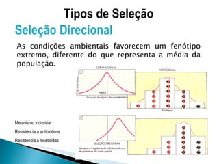 Melanismo industrial Resistência a antibióticos Resistência a inseticidas Tipos de Seleção Seleção Direcional As condições ambientais favorecem um fenótipo extremo, diferente do que representa a média da população. 