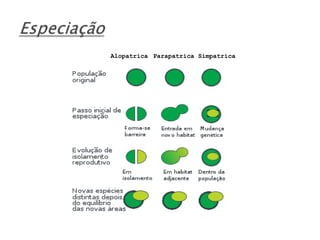Alopatrica Parapatrica Simpatrica 
