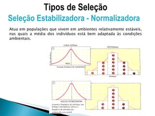 Tipos de Seleção Seleção Estabilizadora - Normalizadora Atua em populações que vivem em ambientes relativamente estáveis, nas quais a média dos indivíduos está bem adaptada às condições ambientais. 