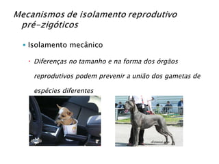Isolamento mecânico Diferenças no tamanho e na forma dos órgãos reprodutivos podem prevenir a união dos gametas de espécies diferentes 