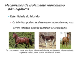 Esterilidade do híbrido Os híbridos podem se desenvolver normalmente, mas  serem inférteis quando tentarem se reproduzir. Do cruzamento entre uma égua ( Equus caballus ) e um jumento ( Equus asinus ),  é gerada a mula, ou o burro, um híbrido estéril. 