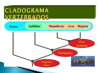 CLADOGRAMA VERTEBRADOS Esqueleto ósseo Tetrápodos Ovo Amniota Peixes Anfíbios Mamíferos Répteis Aves 