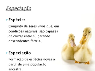 Espécie: C onjunto de seres vivos que, em condições naturais, são capazes de cruzar entre si, gerando descendentes férteis. Especiação   Formação de espécies novas a partir de uma população ancestral. 