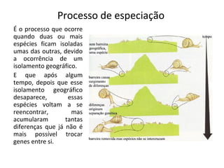 Processo de especiação
É o processo que ocorre
quando duas ou mais
espécies ficam isoladas
umas das outras, devido
a ocorrência de um
isolamento geográfico.
E que após algum
tempo, depois que esse
isolamento geográfico
desaparece,        essas
espécies voltam a se
reencontrar,        mas
acumularam        tantas
diferenças que já não é
mais possível trocar
genes entre si.
 