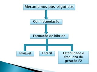 Mecanismos pós-zigóticos
Com fecundação
Formação de híbrido
Inviável Estéril Esterilidade e
fraqueza da
geração F2
 