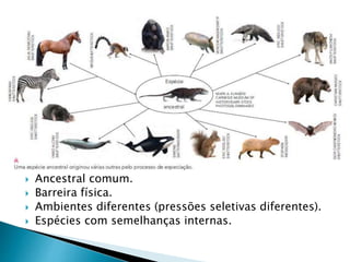  Ancestral comum.
 Barreira física.
 Ambientes diferentes (pressões seletivas diferentes).
 Espécies com semelhanças internas.
 