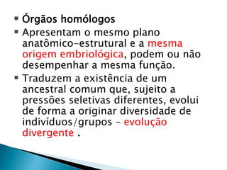  Órgãos homólogos
 Apresentam o mesmo plano
anatômico-estrutural e a mesma
origem embriológica, podem ou não
desempenhar a mesma função.
 Traduzem a existência de um
ancestral comum que, sujeito a
pressões seletivas diferentes, evolui
de forma a originar diversidade de
indivíduos/grupos – evolução
divergente .
 