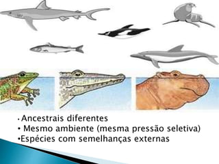 • Ancestrais diferentes
• Mesmo ambiente (mesma pressão seletiva)
•Espécies com semelhanças externas
 